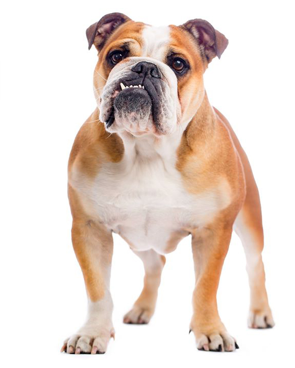 english bulldog shelters