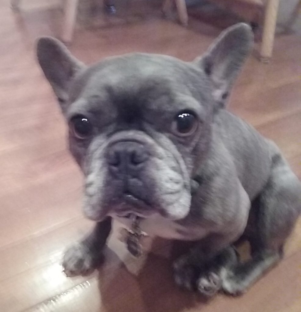 Photo 1 of Ginger