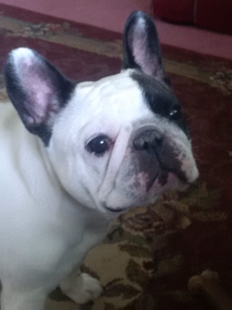 Photo 1 of Willow