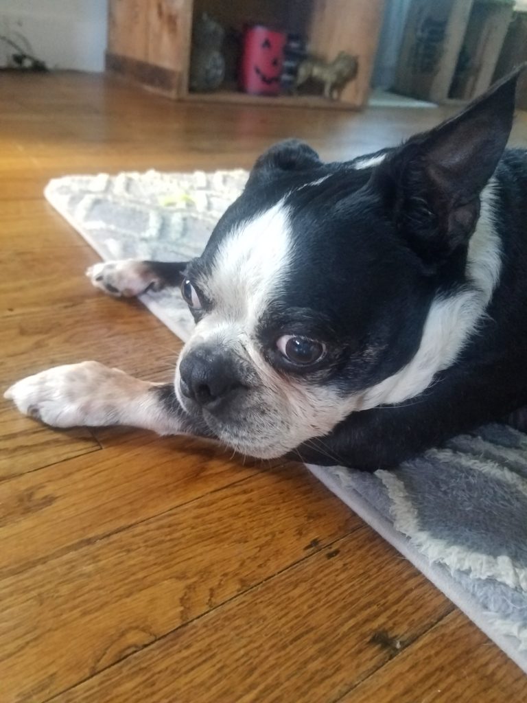 Photo 1 of Jack