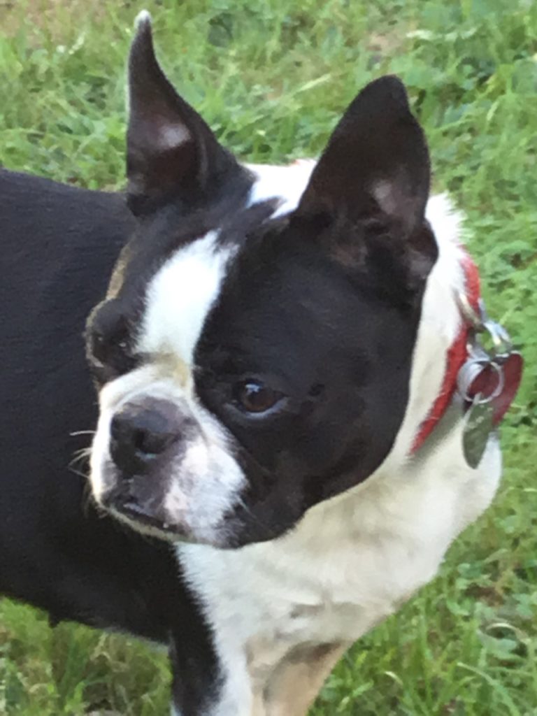 Photo 1 of Binky
