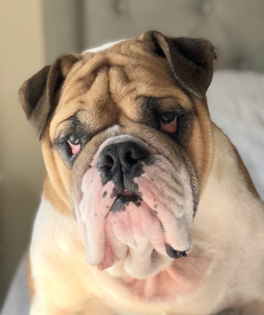 Photo 1 of Ralph