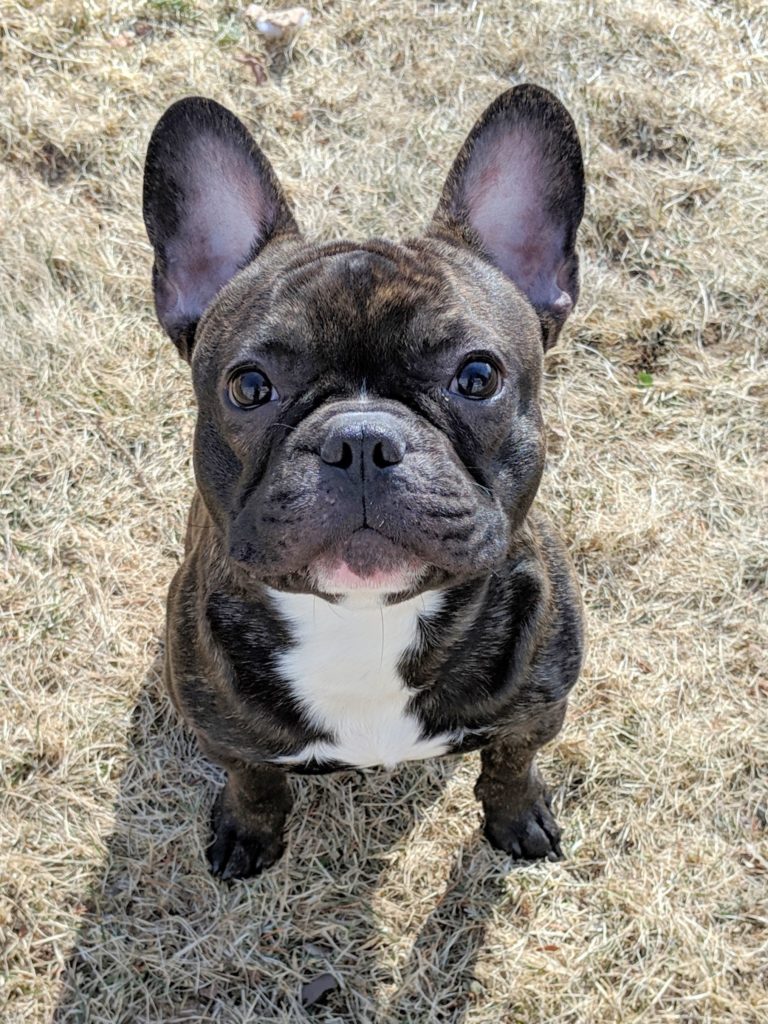 Photo 1 of Bruiser