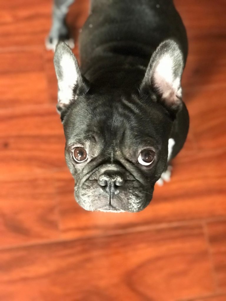 Photo 1 of Oreo