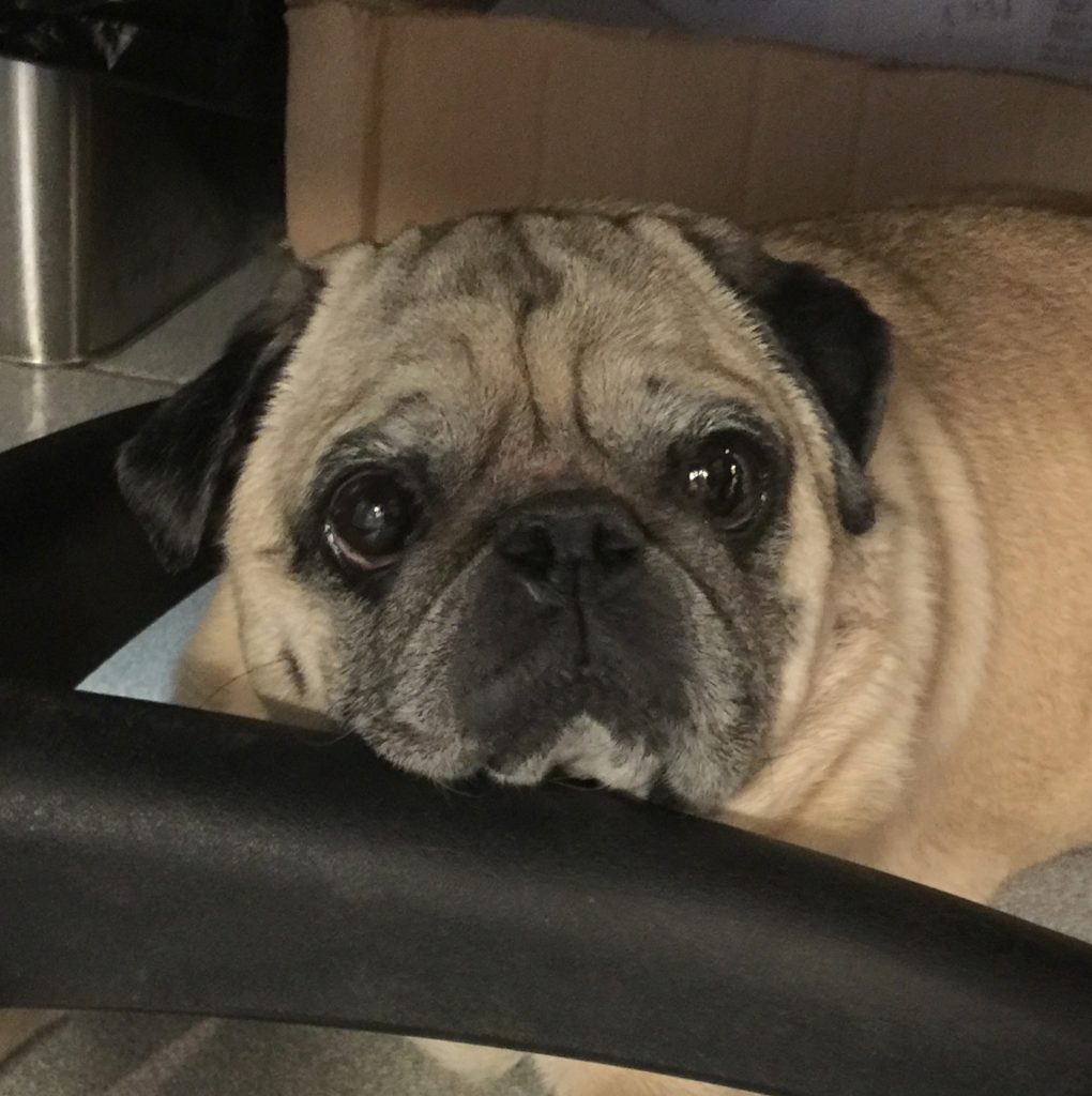 Photo 1 of Al Pugacino