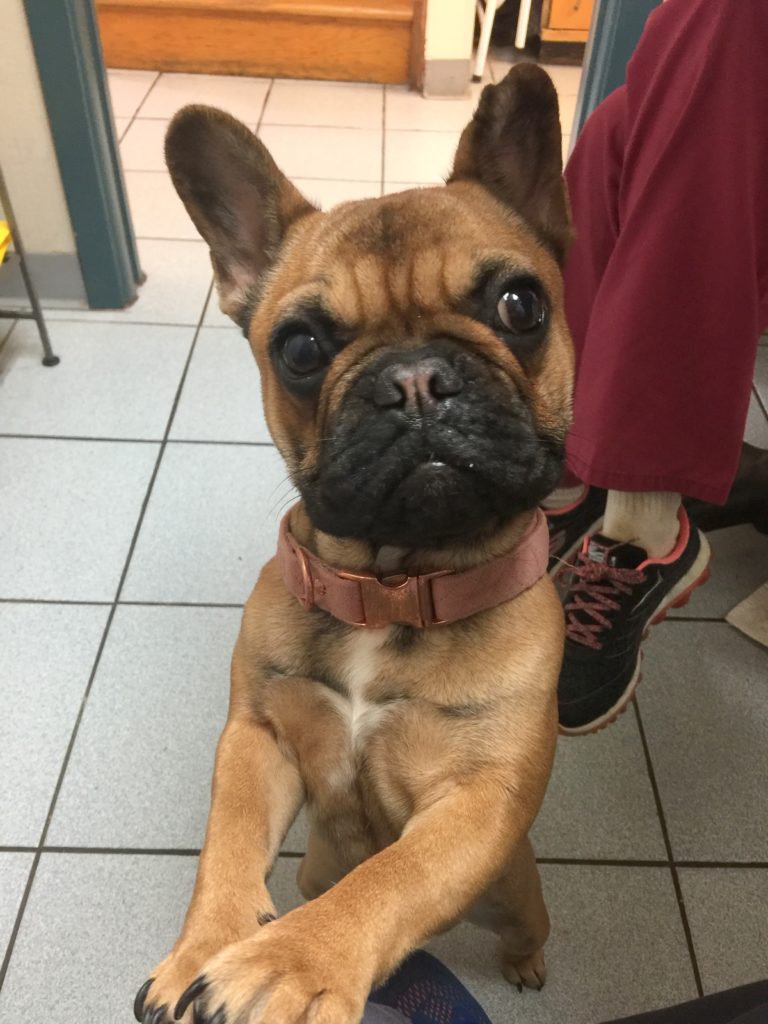 Photo 1 of Gertie
