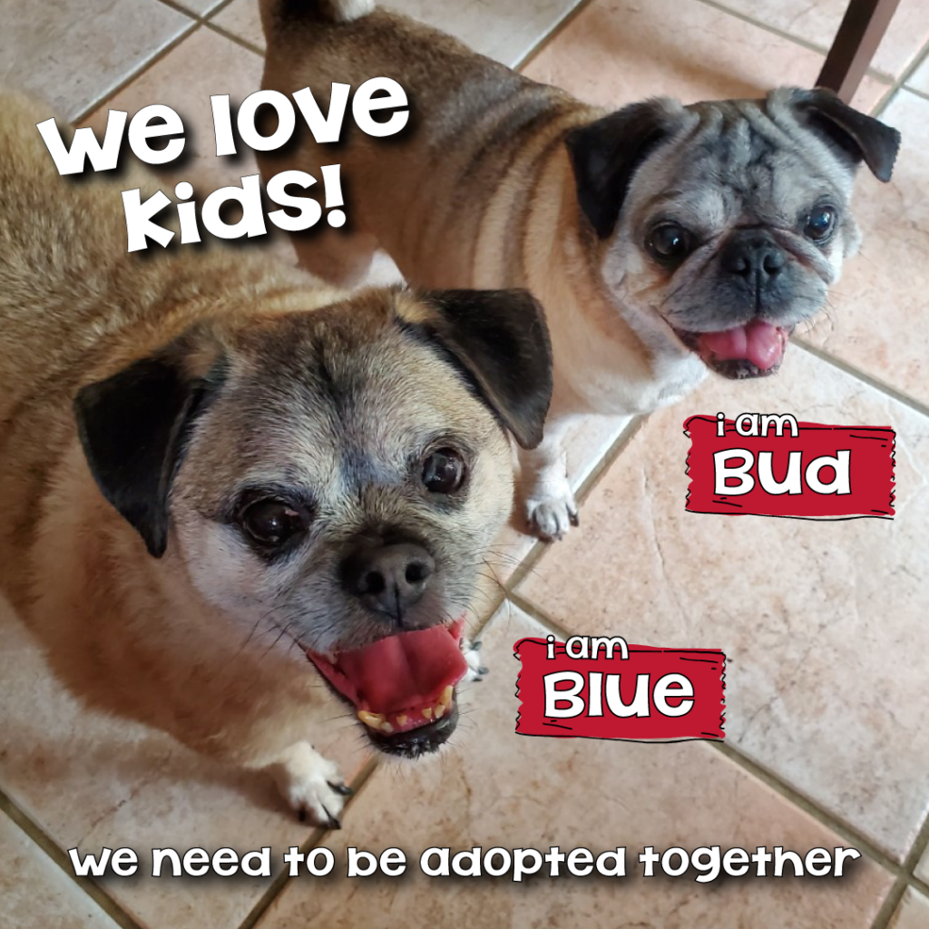 Photo 1 of Bud & Blue