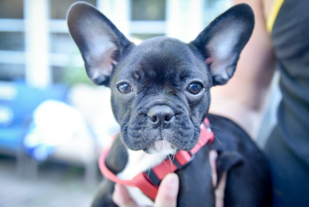 Photo 1 of Gidget