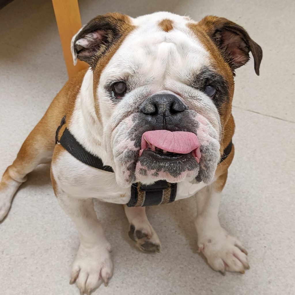 Photo 1 of Buster