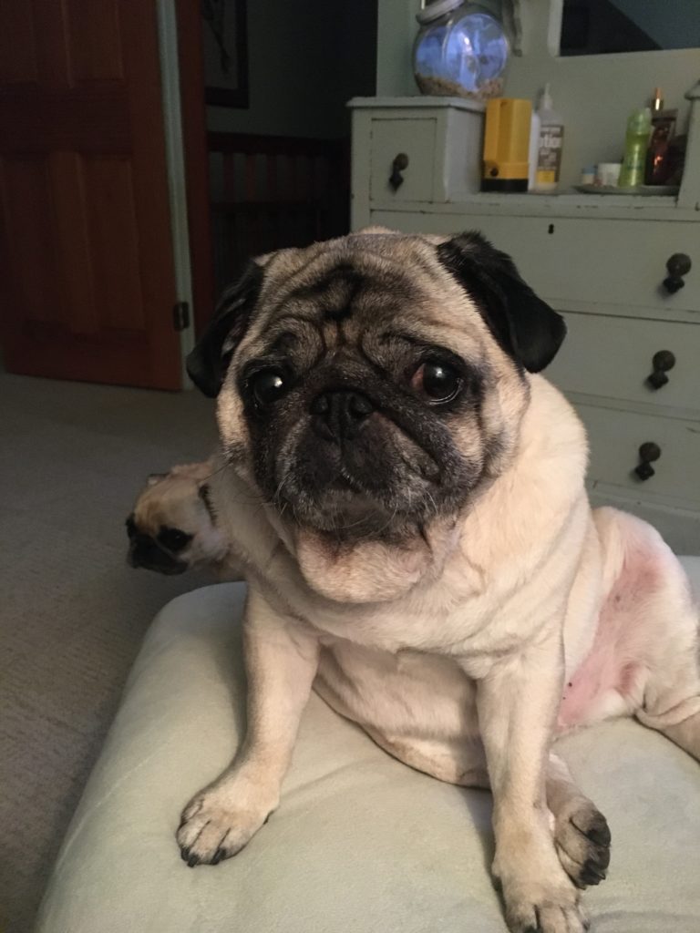 Photo 1 of Penny