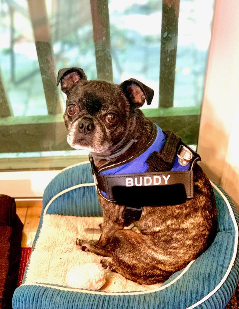 Photo 1 of Buddy
