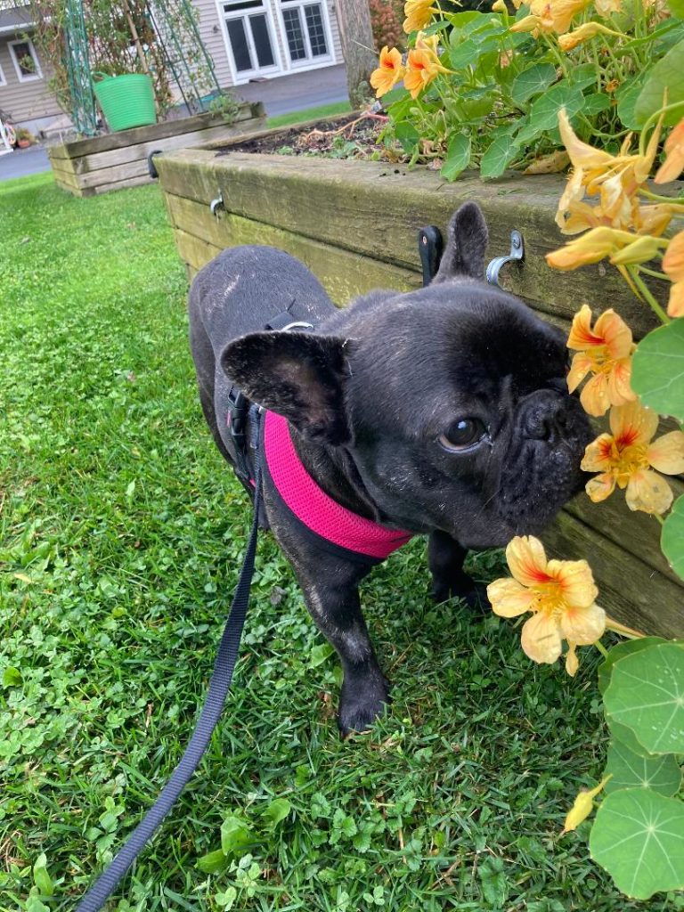 Photo 1 of Mabel