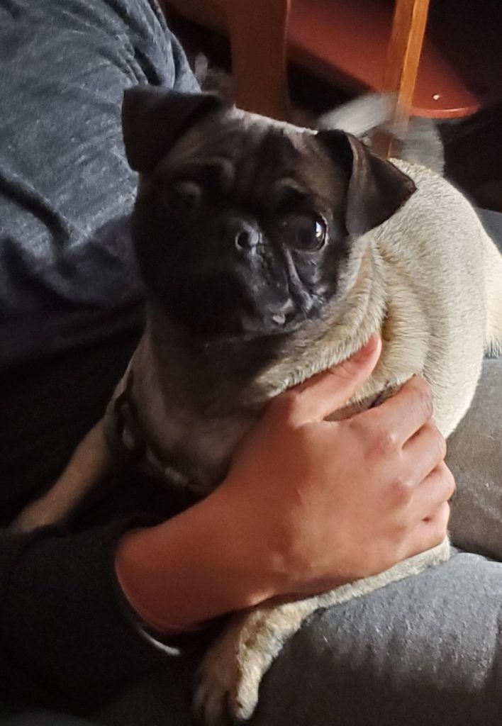 Photo 1 of Caesar