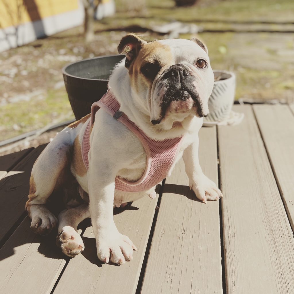 Photo 1 of Tallulah