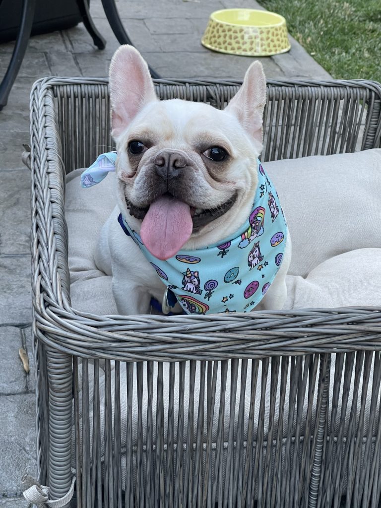 Photo 1 of Coco