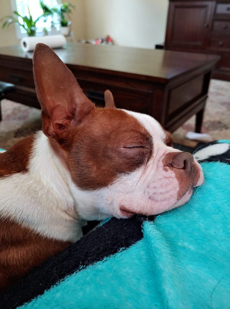 Photo 1 of Canelo