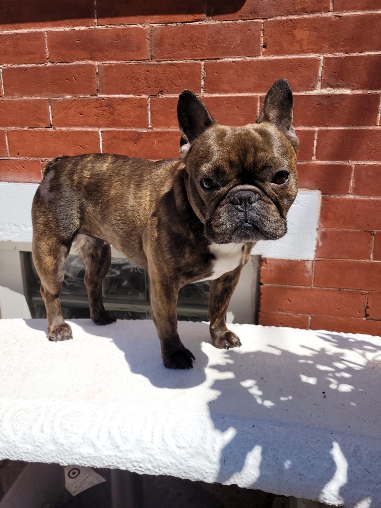 Photo 1 of Cookie