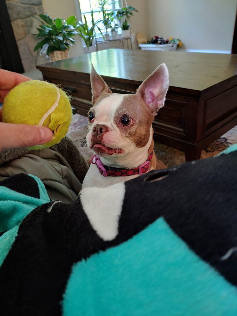 Photo 1 of Poppy