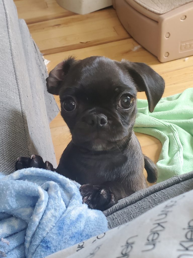Photo 1 of Rosie