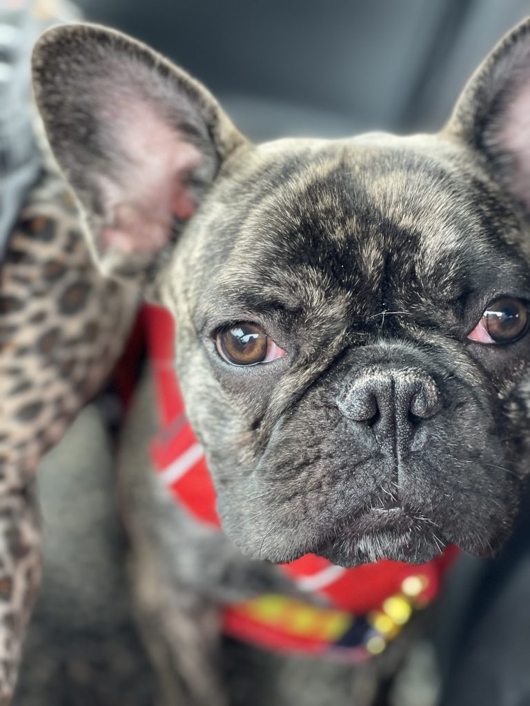 Photo 1 of Rocco