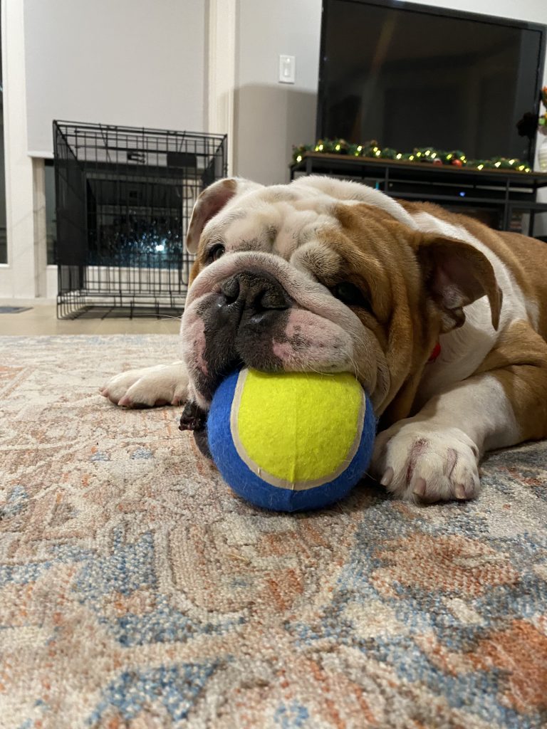 Photo 1 of Gus
