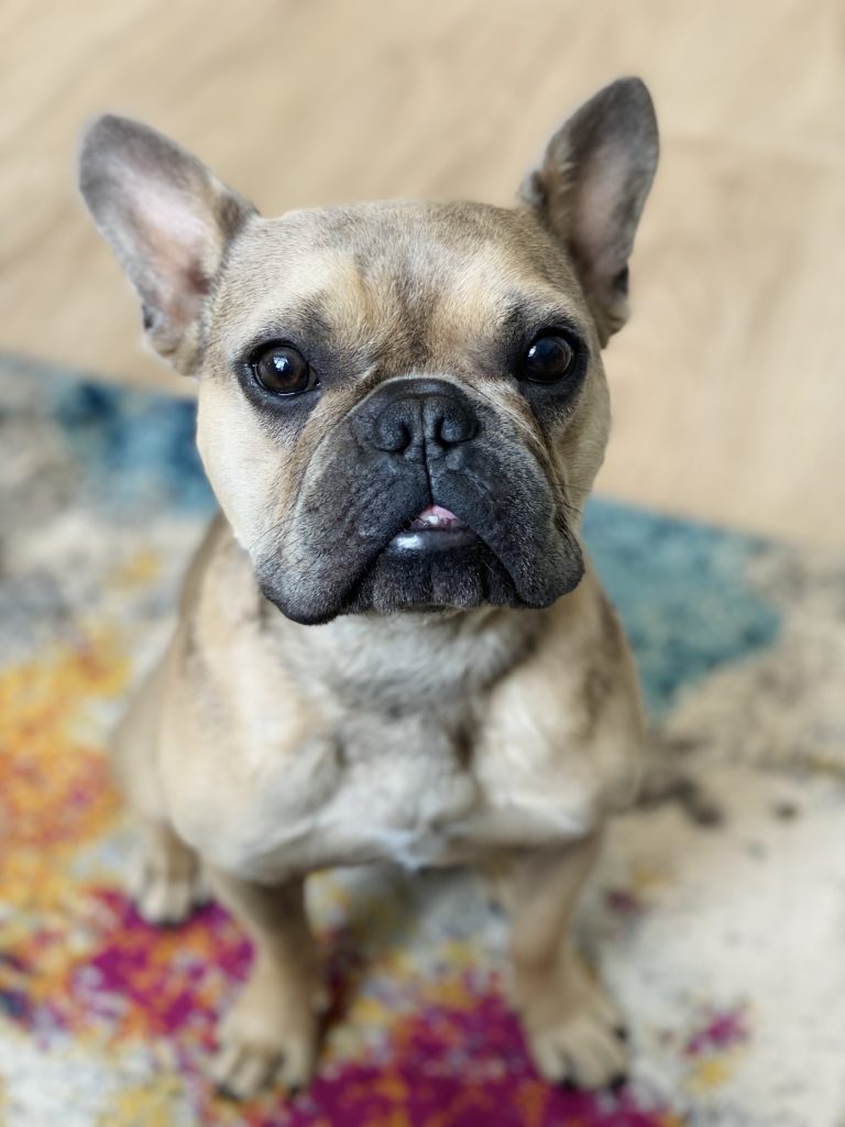 Photo 1 of Milo