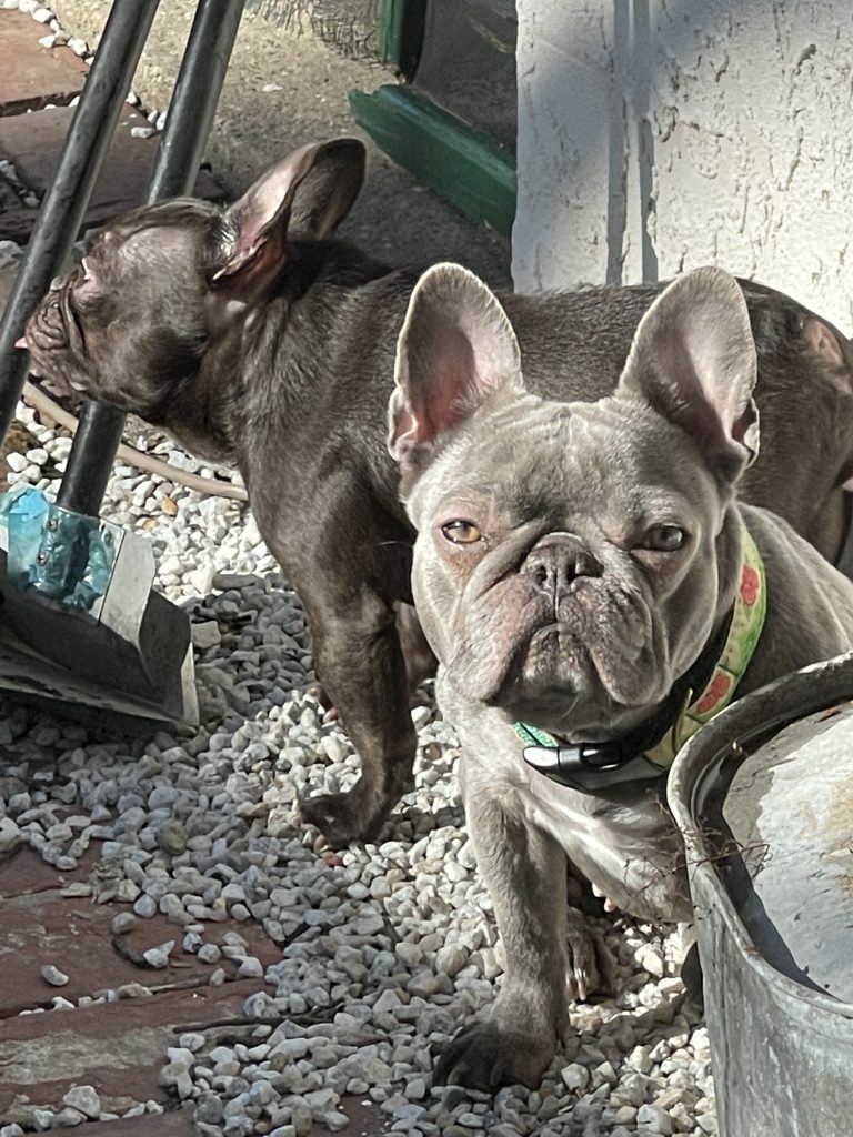 Photo 1 of Georgie
