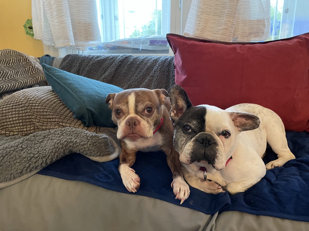 Photo 1 of Hercules & Cosmo