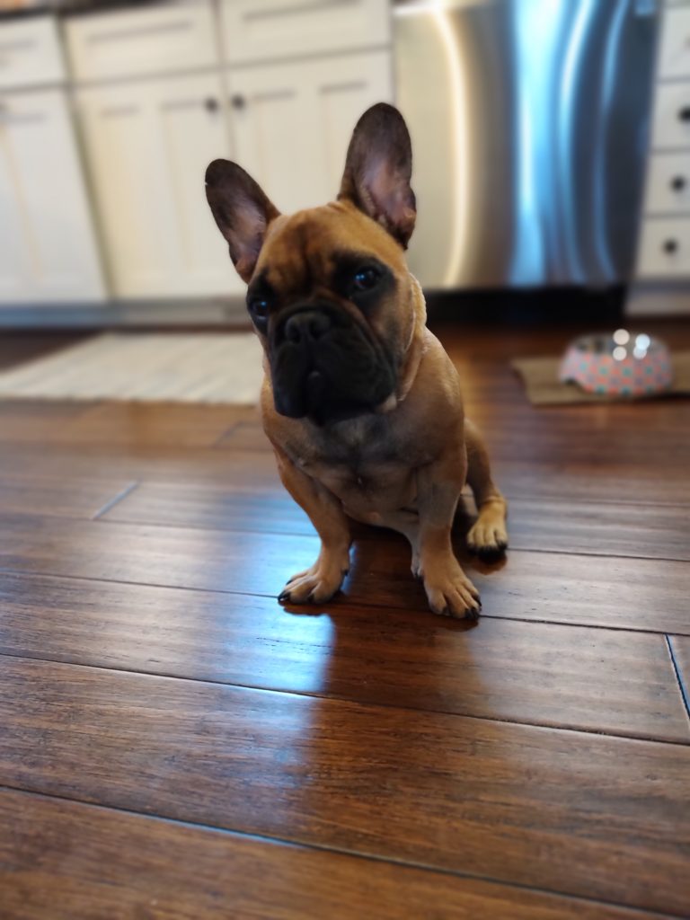 Photo 1 of Louie