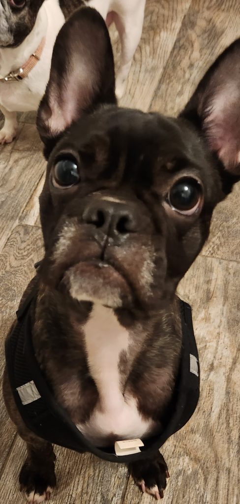Photo 1 of Milo