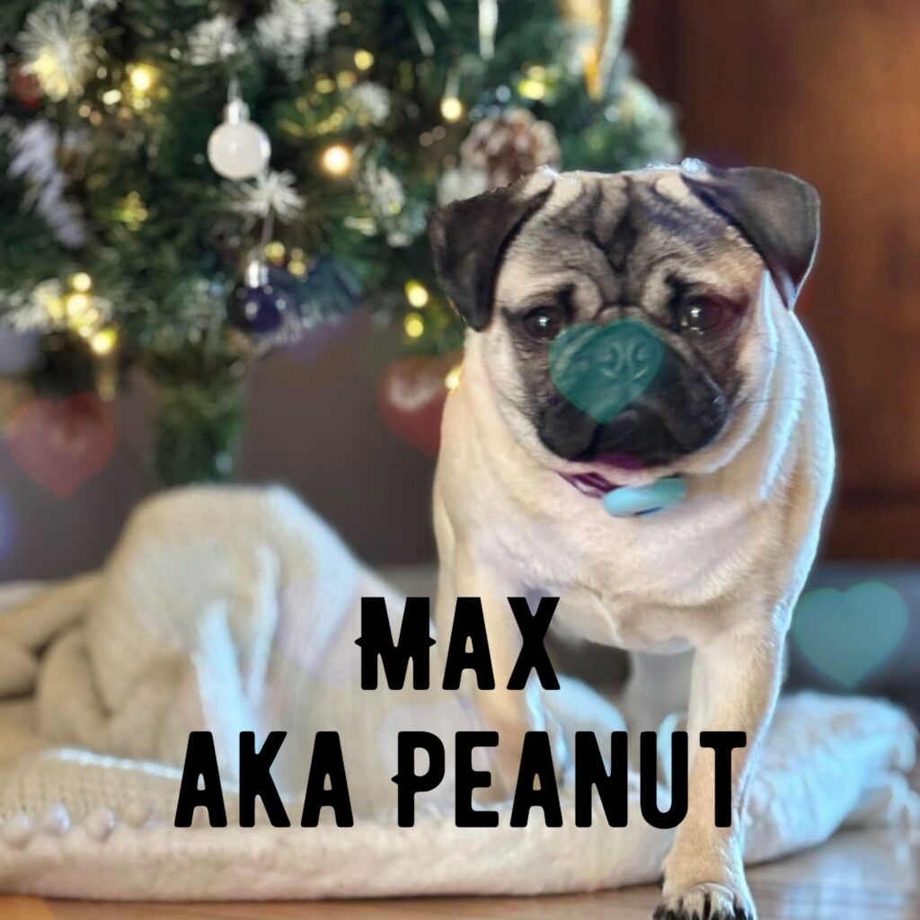 Max aka Peanut, adopted through SNORT Rescue