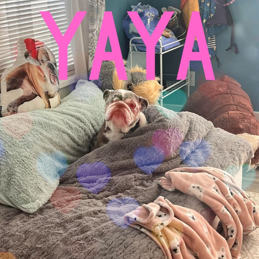 Yaya, adopted through SNORT Rescue