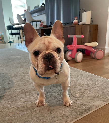 Frenchie