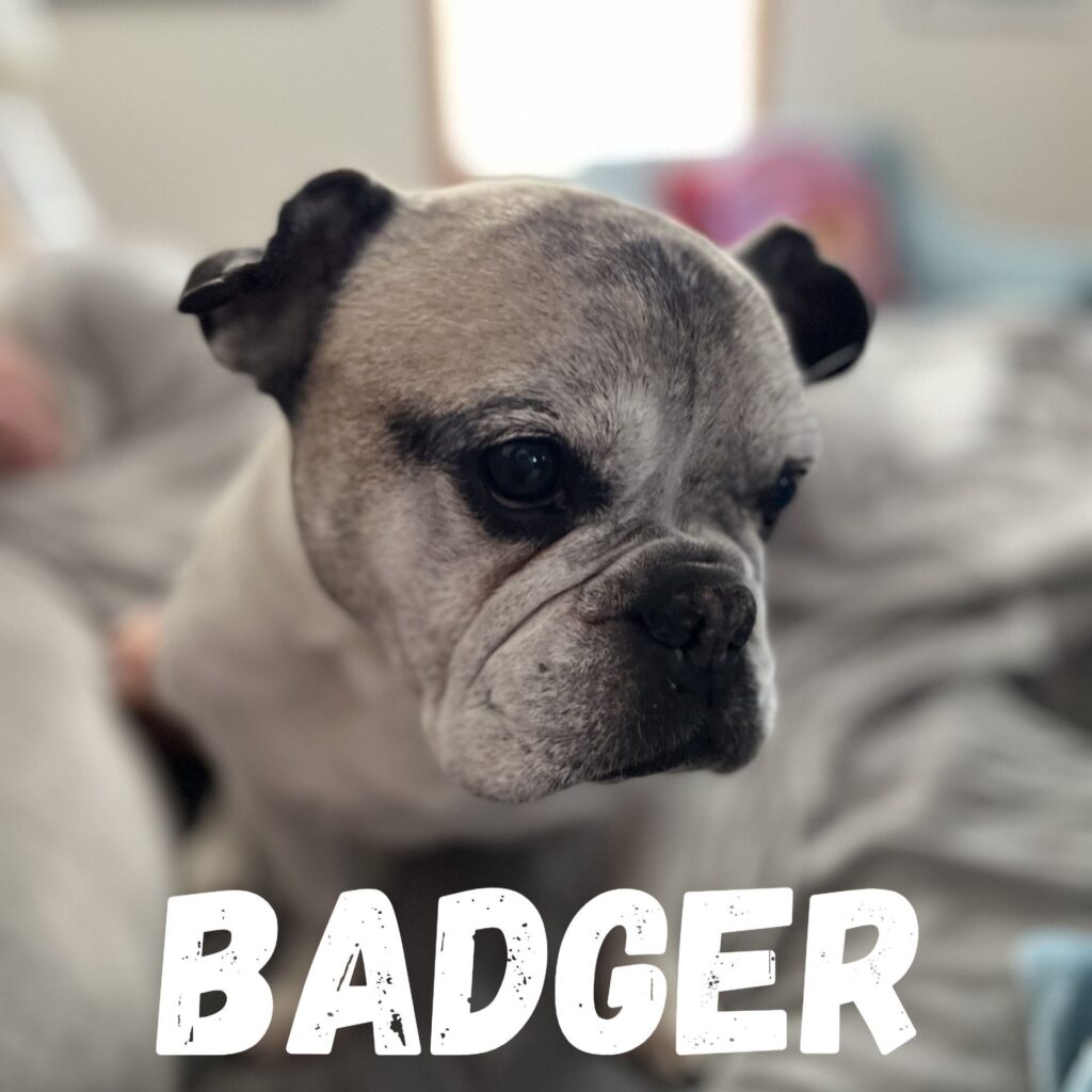 Badger, adopted through SNORT Rescue