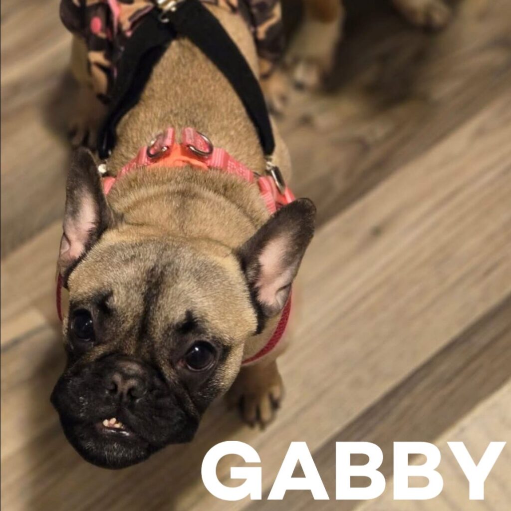 Gabby, adopted through SNORT Rescue