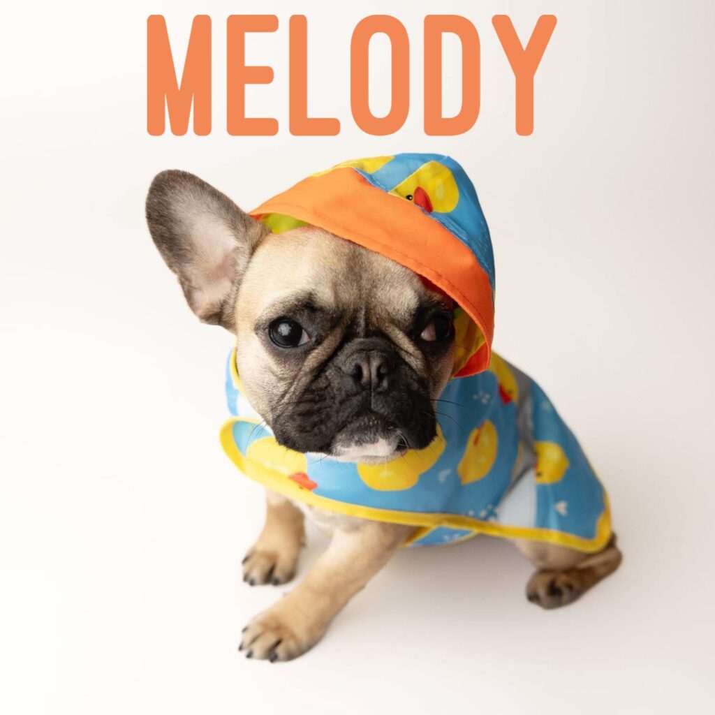 Melody, adopted through SNORT Rescue