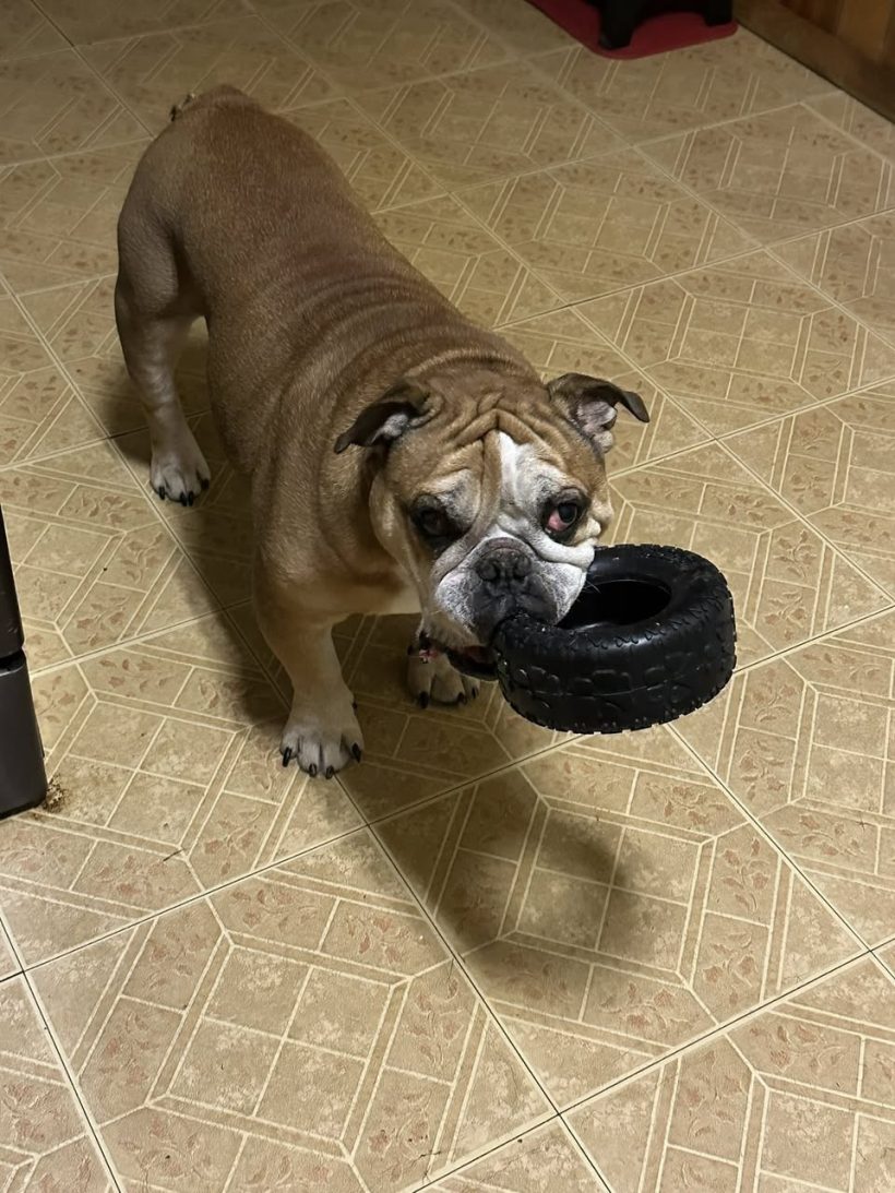 A Delicious Hashbrown