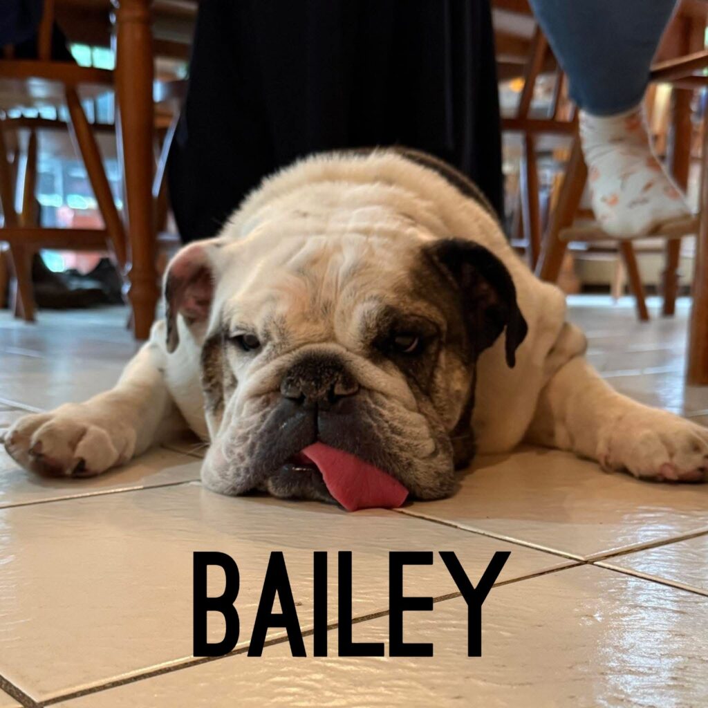 Bailey, adopted through SNORT Rescue