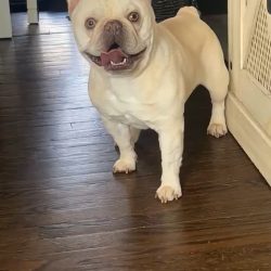 Hank