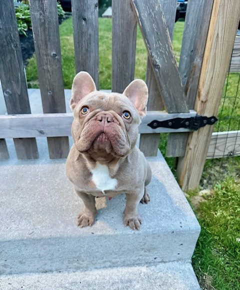 Mr Buttons