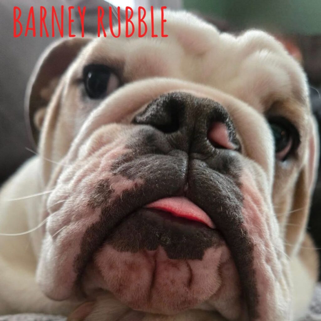 Barney Rubble, adopted through SNORT Rescue