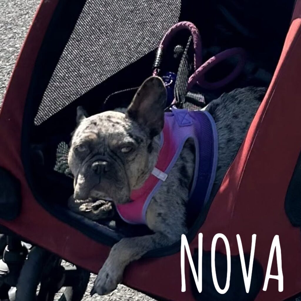 Nova, adopted through SNORT Rescue