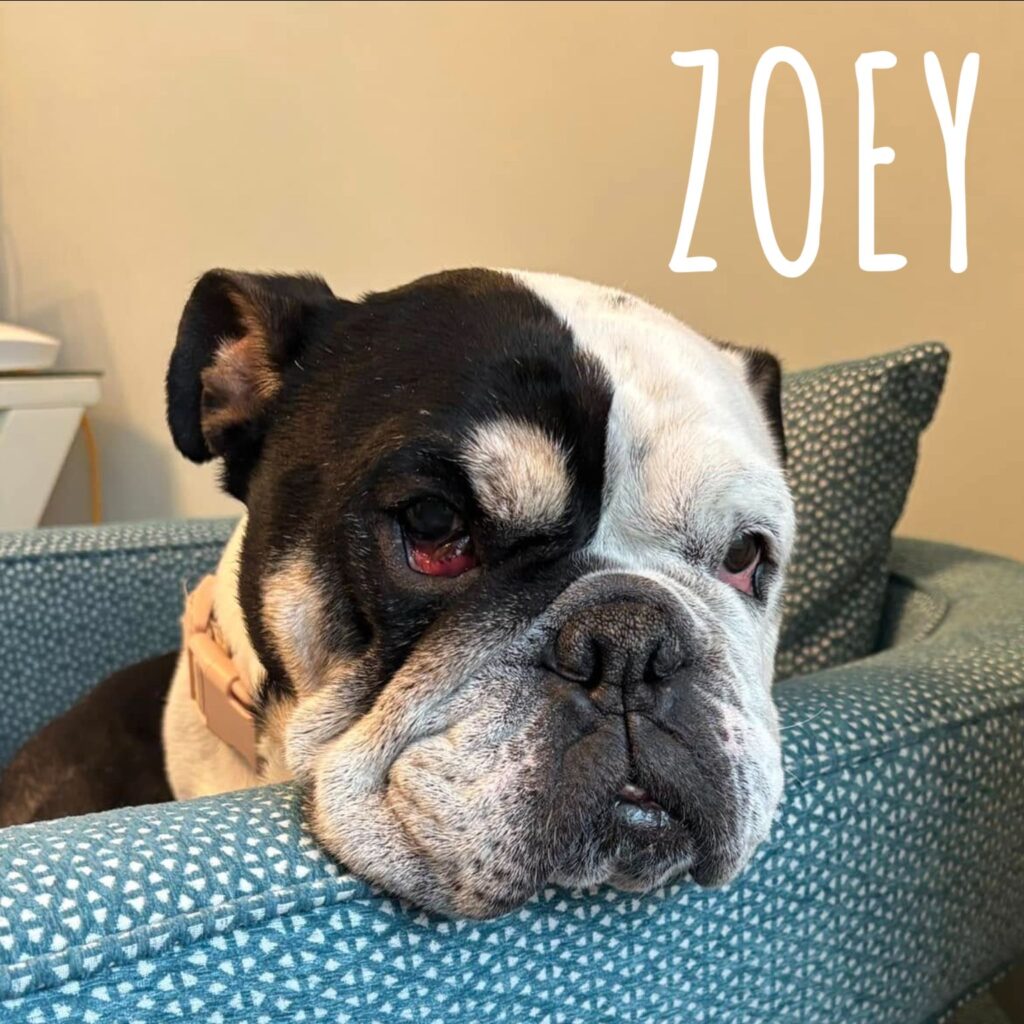 Zoey, adopted through SNORT Rescue