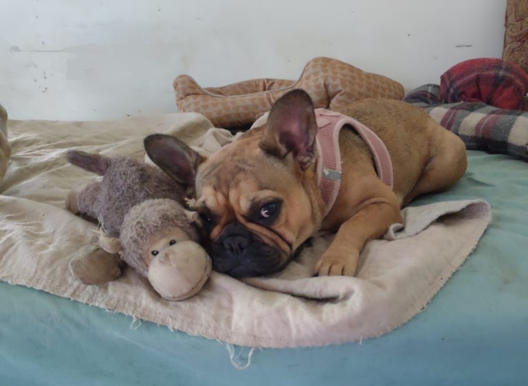 Adoptable Dogs
