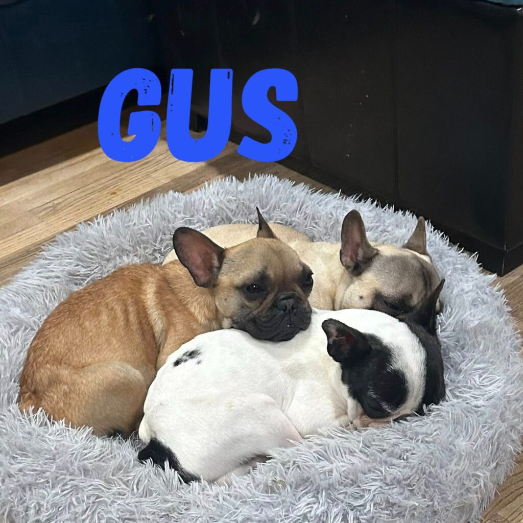 Gus, adopted through SNORT Rescue