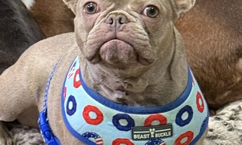 Fig (French Figue) Funkhauser