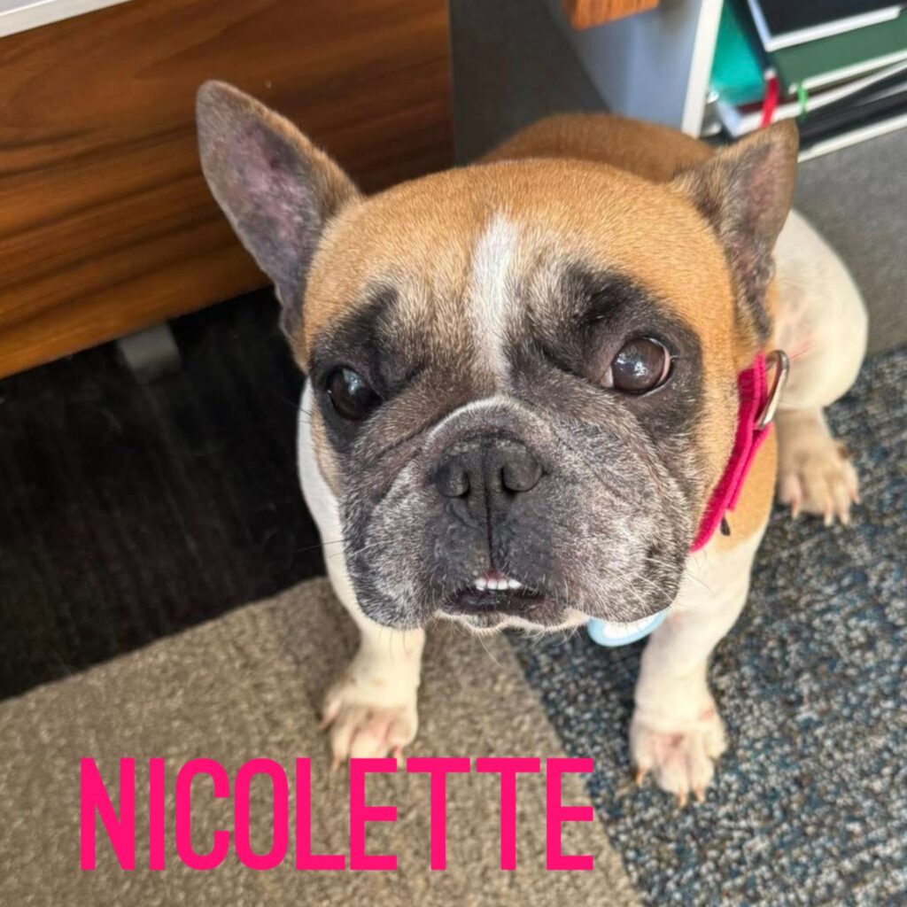 Nicolette, adopted through SNORT Rescue