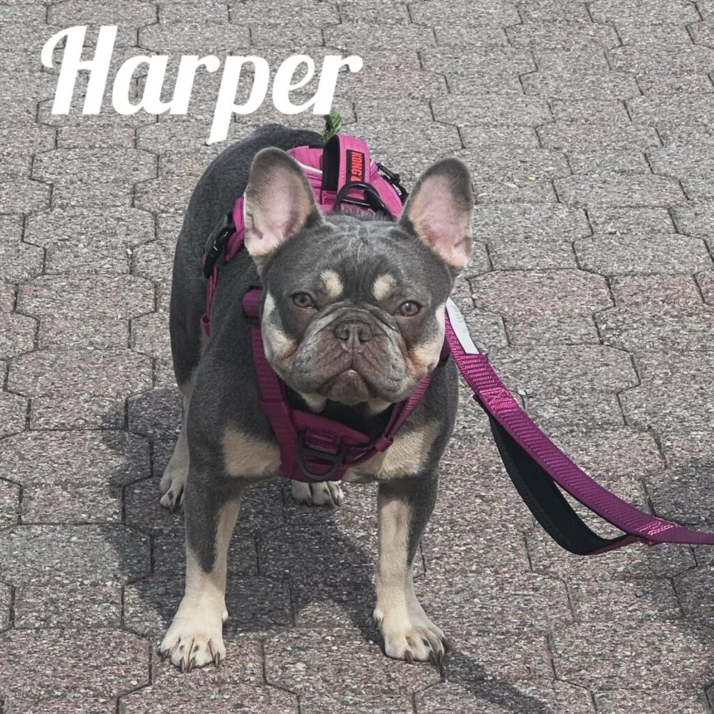 Harper, adopted through SNORT Rescue