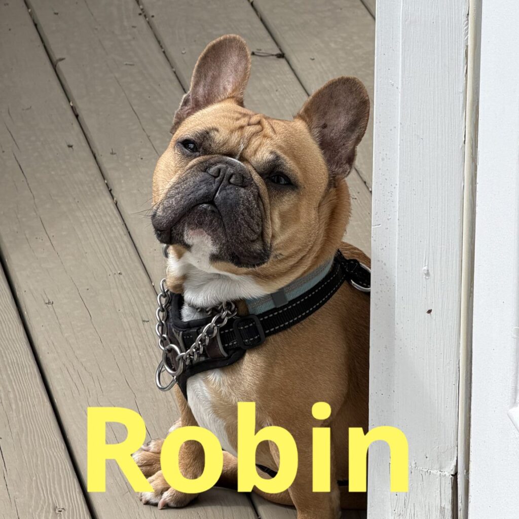 Robin, adopted through SNORT Rescue