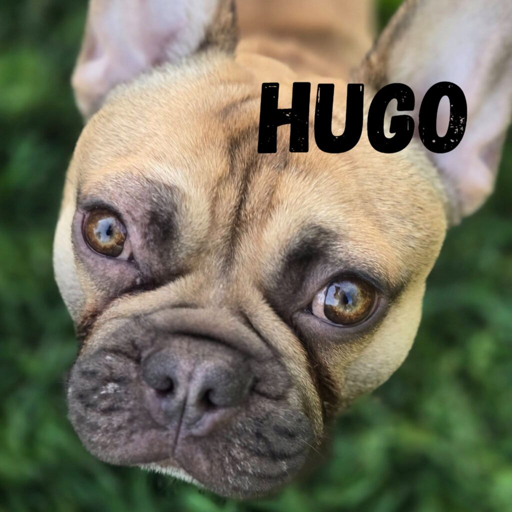 Hugo, adopted through SNORT Rescue